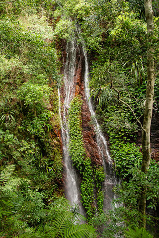 Backyard Tourist: Coomera Falls at Coomera Circuit, Binna Burra on