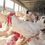 Thumbnail: Chickens (Cocks & Fawls)