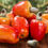 Thumbnail: Cashew Fruit