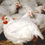 Thumbnail: Chickens (Cocks & Fawls)