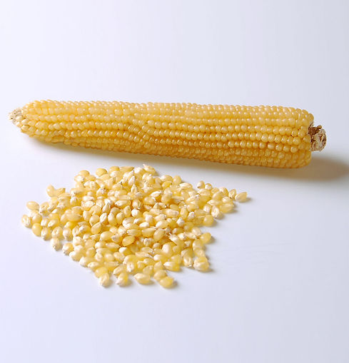 maize1.jpeg