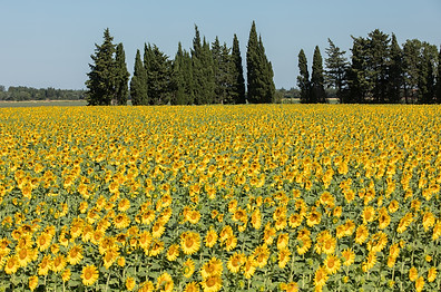 MAGIC PROVENCE Route Van Gogh.jpeg