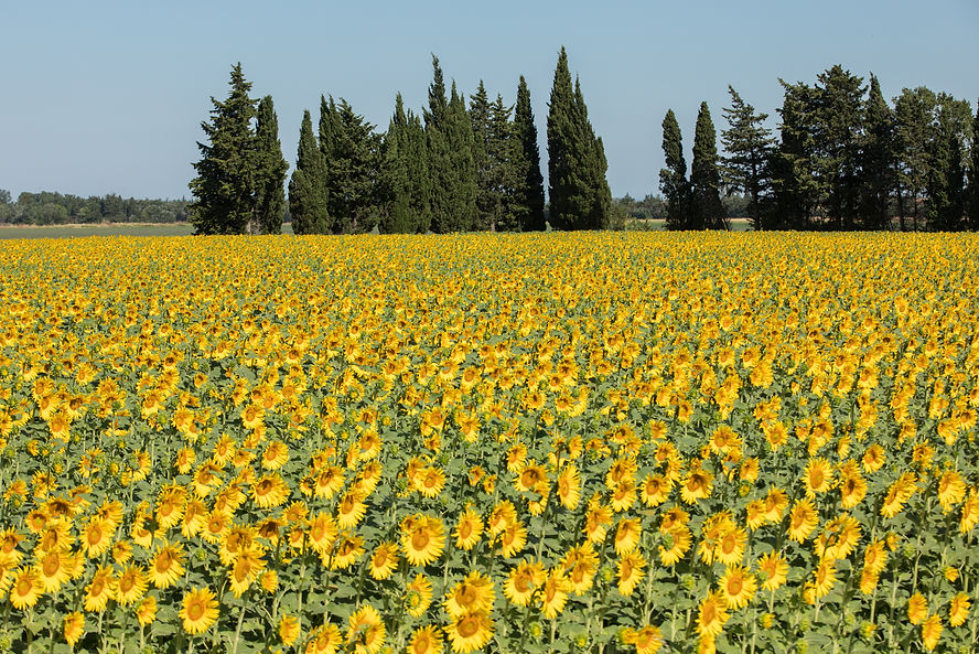 MAGIC PROVENCE Route Van Gogh.jpeg