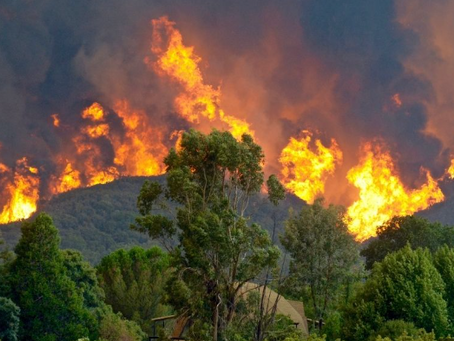 Genius Olympiad Creative Writing Bronze Award