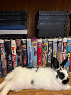 Moo pic 2