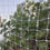 Thumbnail: TRANSPARENT POLYCARBONATE BIRD NET
