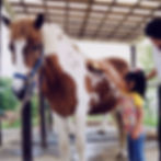 馬のお世話体験&牧場グルメ満喫福袋