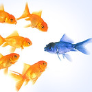 goldfish.jpg