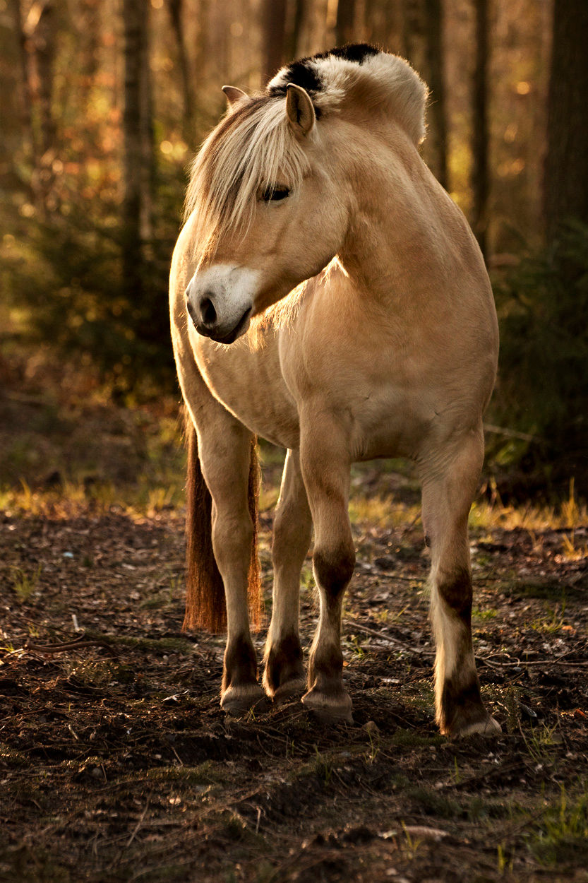 Alvas Achtsamkeit Pferdegestützte Therapie in Hude Oldenburg