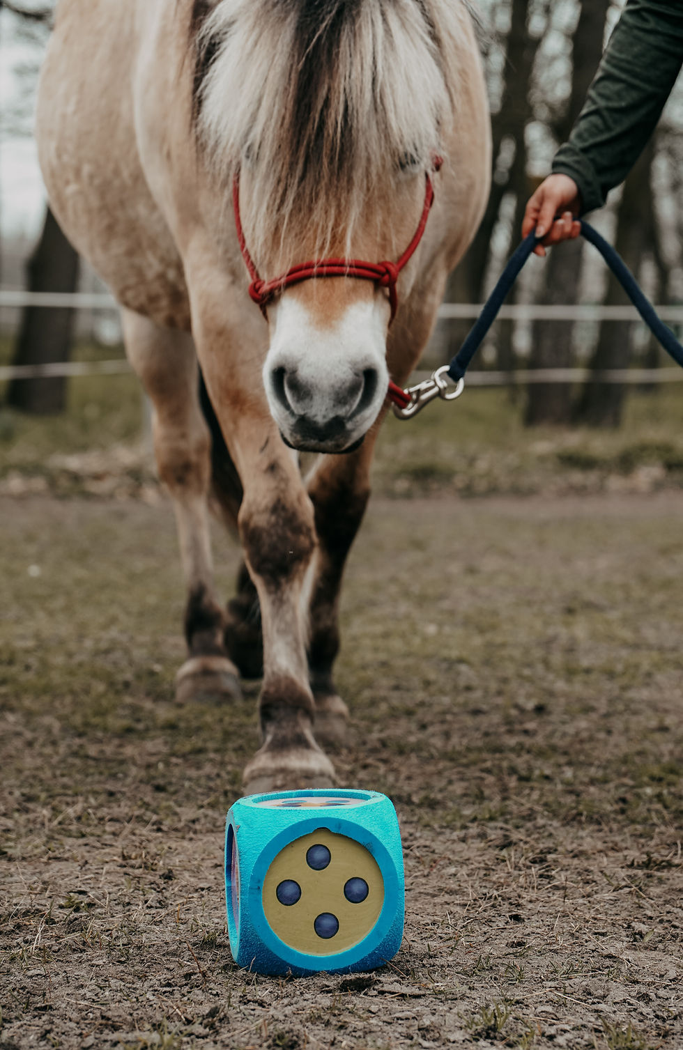 Reittherapie für Kinder und Jugendliche in der Nähe Oldenburg