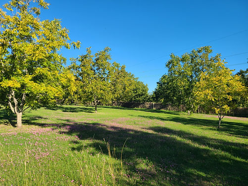 Pecan trees in Spring.jpg