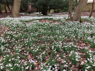 Springtime Arrives in Windlestone