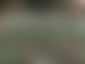 Springtime Arrives in Windlestone