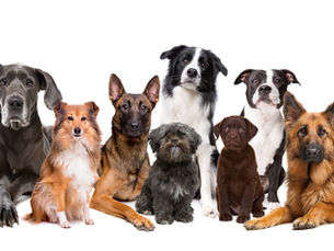 DURHAM ANIMAL FEEDS SPONSOR PARISH COUNCIL WEBSITE