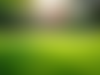 Affordable Lawn Care: Our Seasonal Promotions Explained