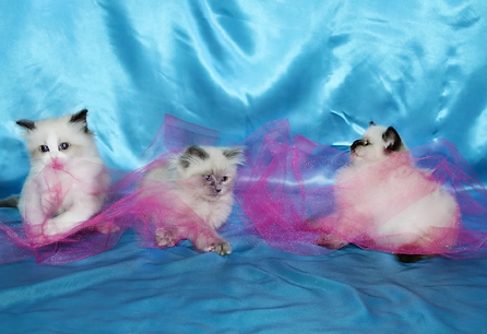 Kitten 5.png