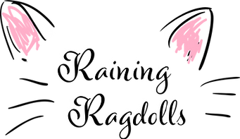 Raining Ragdoll Cattery
