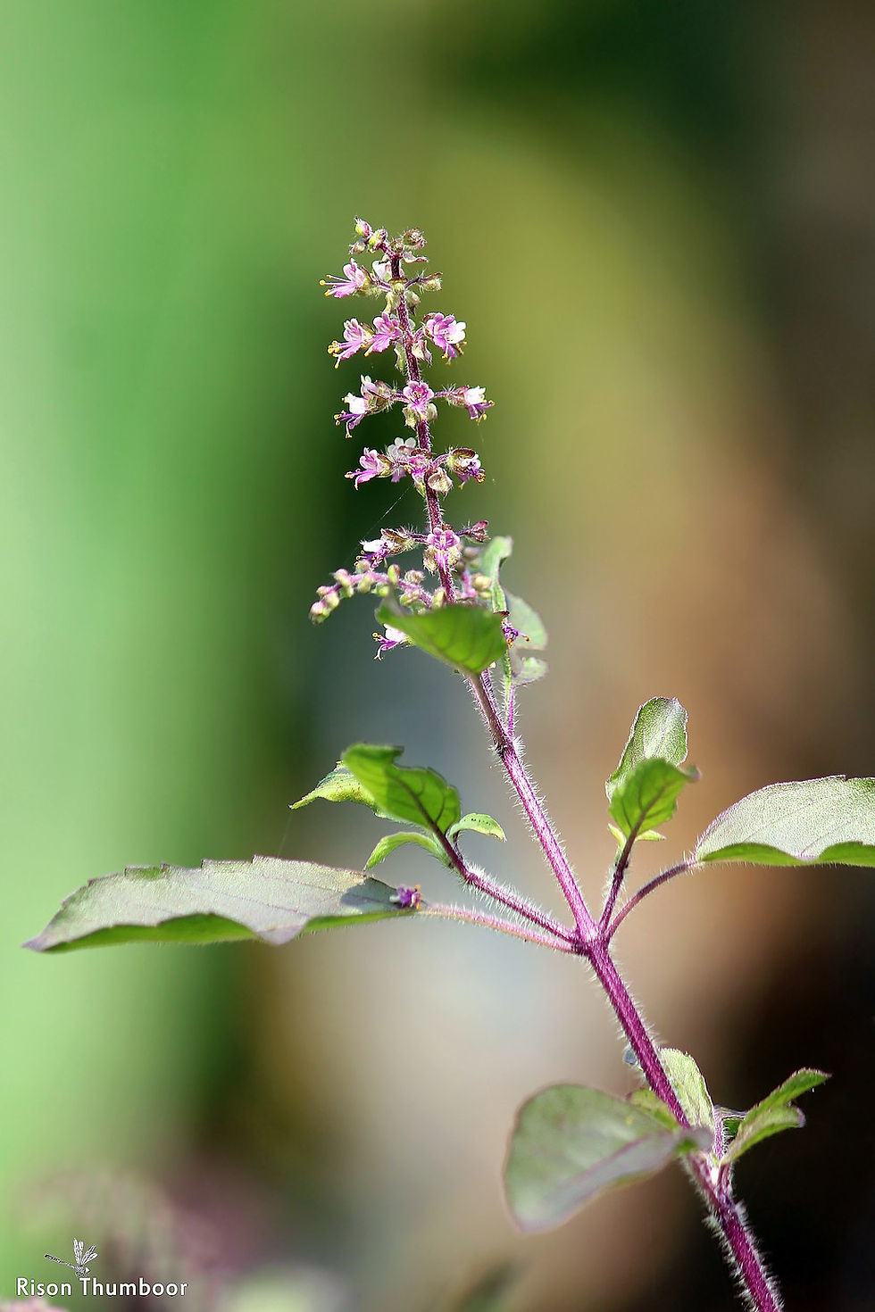 Miniaturbild: Heiliges Basilikum