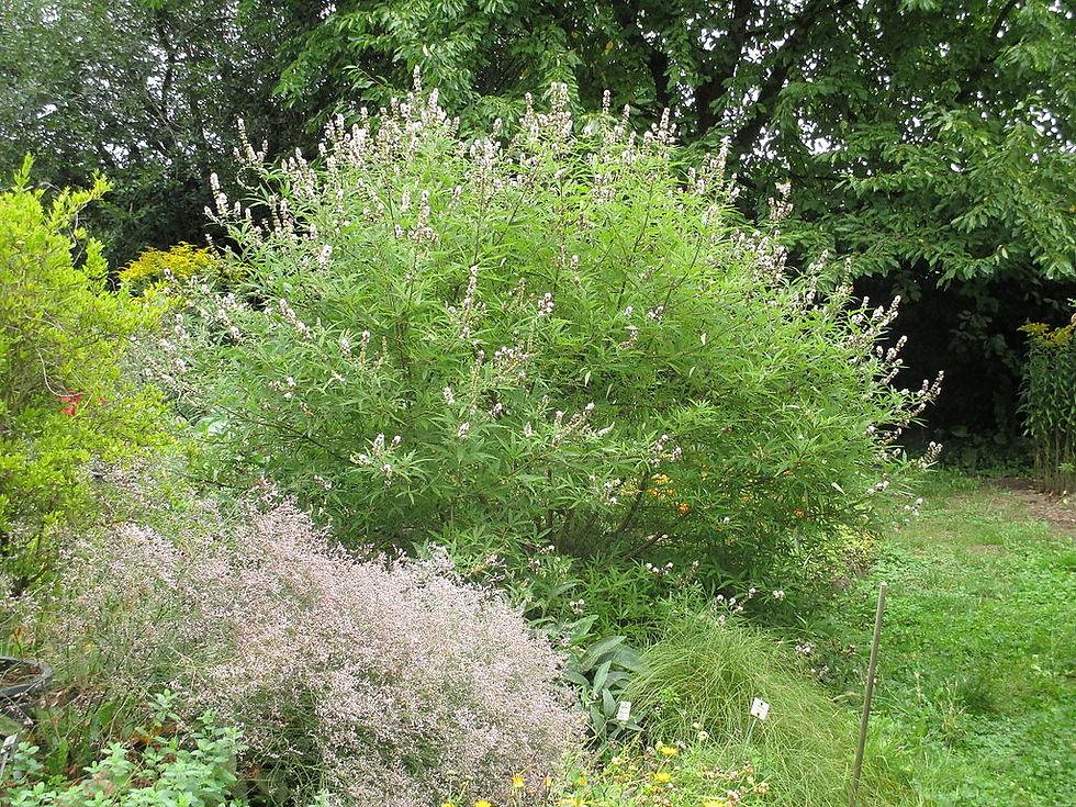 Miniaturbild: Mönchspfeffer 'Albus'