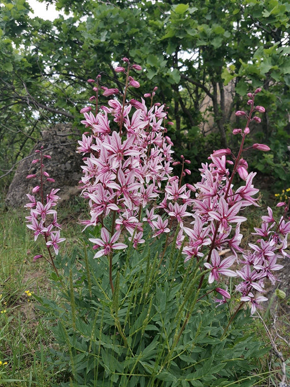 Miniaturbild: Brennender Busch (Diptam)