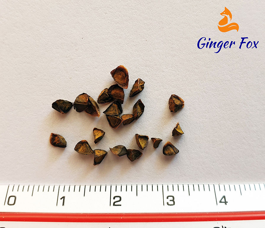 Miniaturbild: Fackellilie