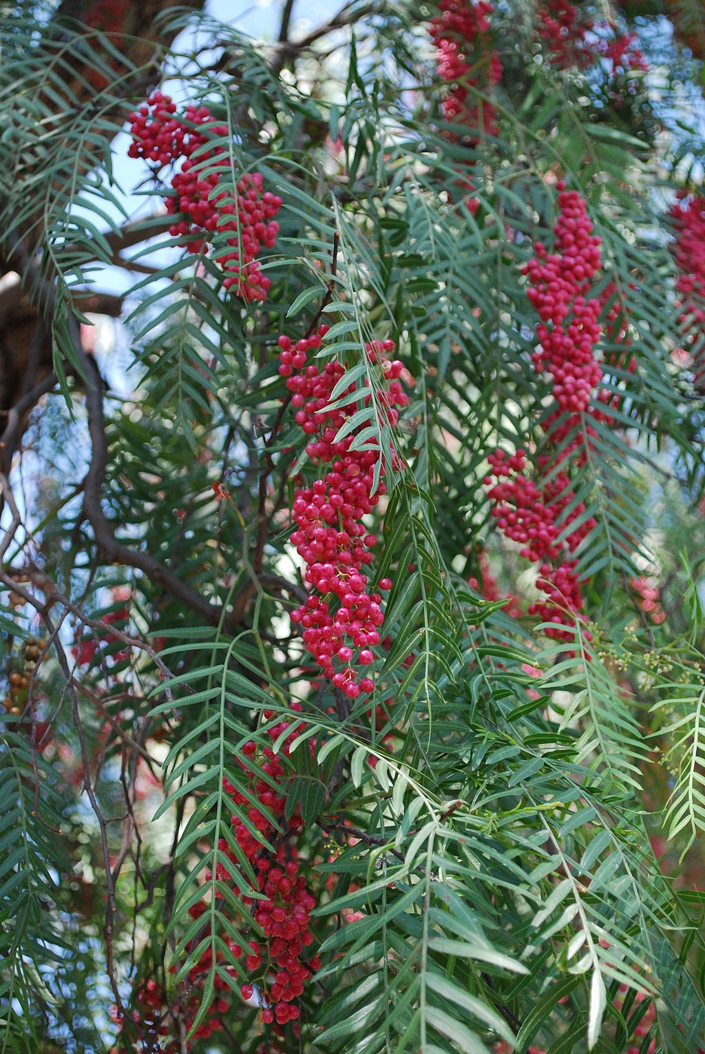 Peruanischer Pfefferbaum