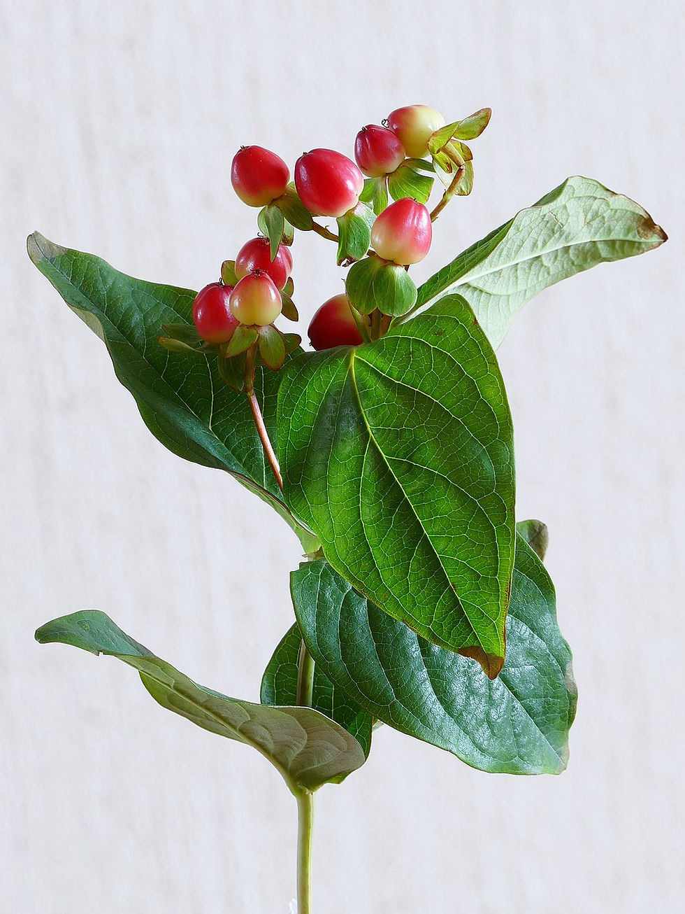 Miniaturbild: Blut-Johanniskraut