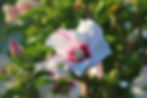 Weißer Hibiskus