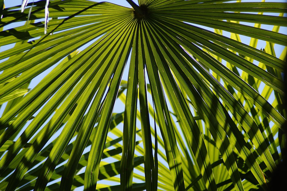 Miniaturbild: Chinesische Hanfpalme