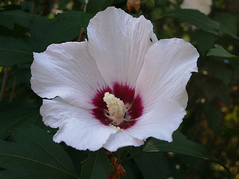 Miniaturbild: Weißer Hibiskus