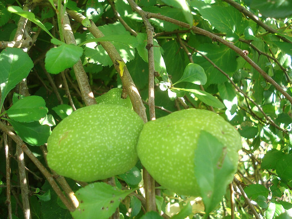 Miniaturbild: Japanische Zierquitte