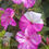 Miniaturbild: Wunderblume