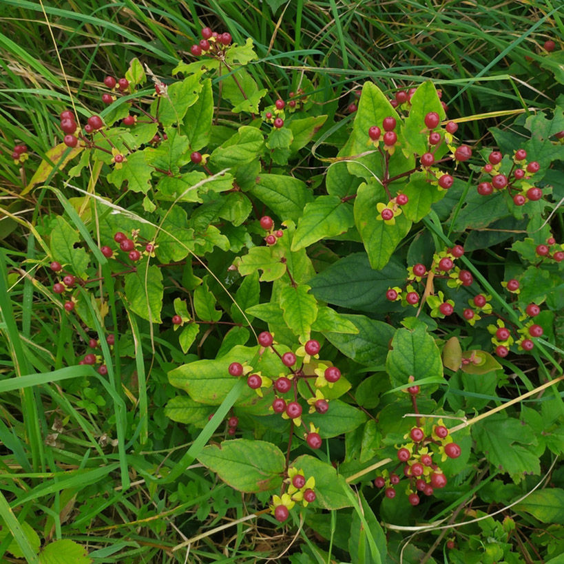 Miniaturbild: Blut-Johanniskraut