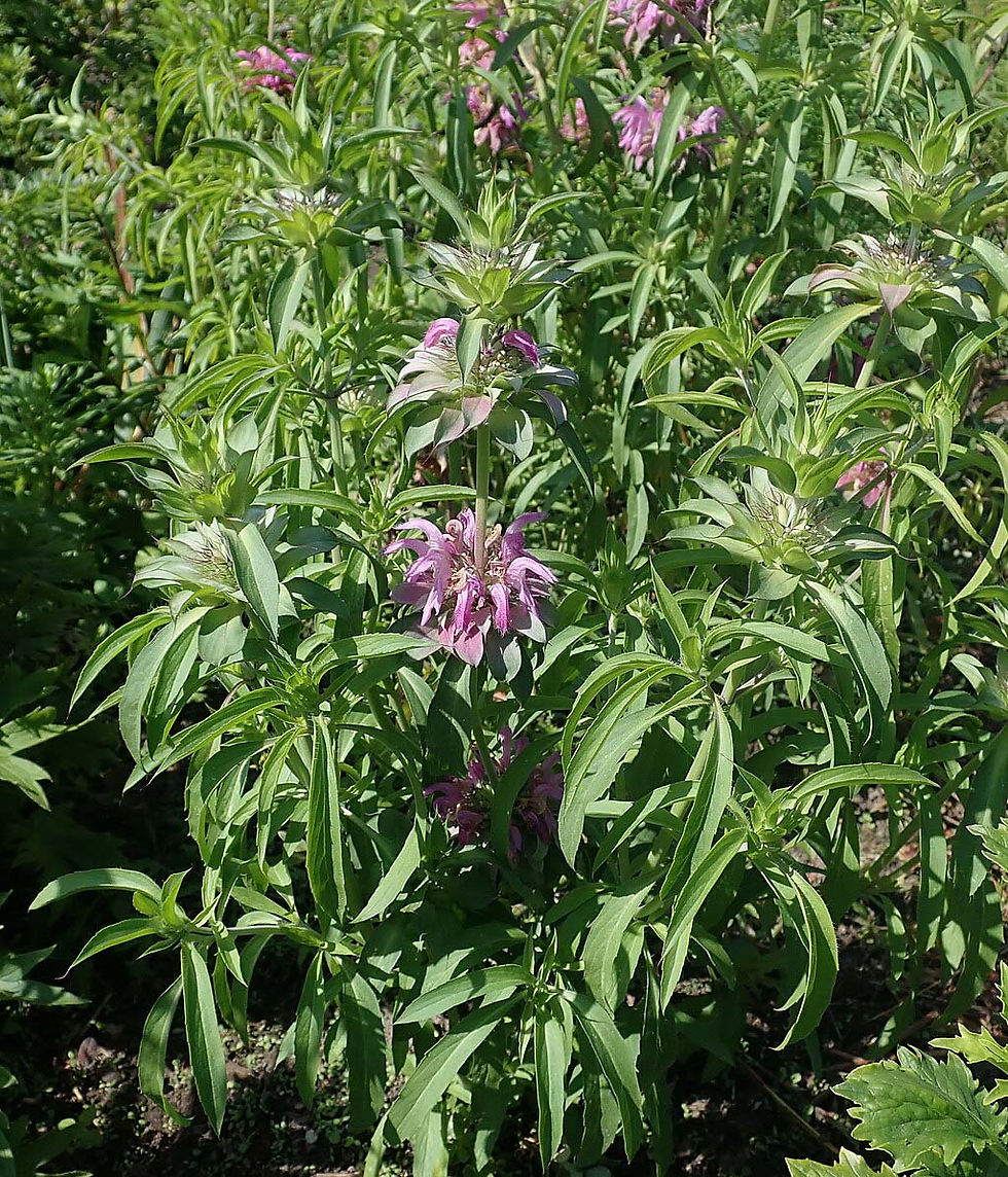 Miniaturbild: Zitronen-Monarde