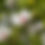 Miniaturbild: Weißer Hibiskus