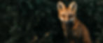 Der Rotfuchs zwischen Bäumen