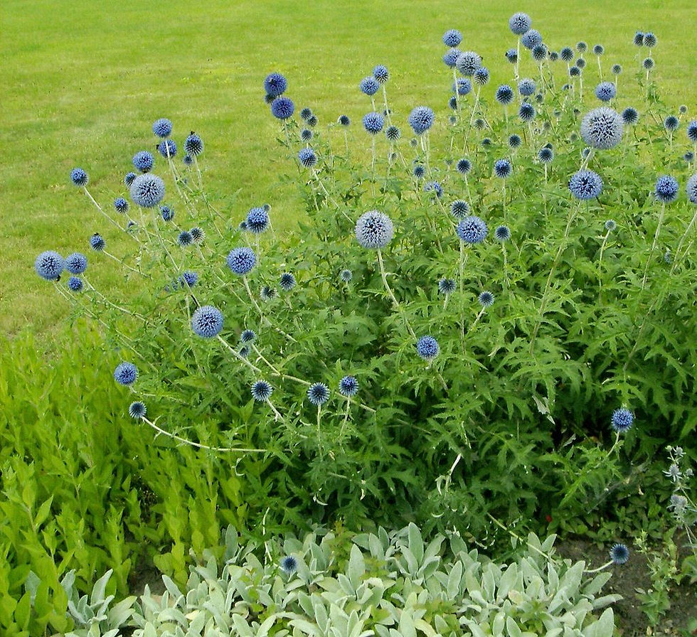 Miniaturbild: Kugeldistel
