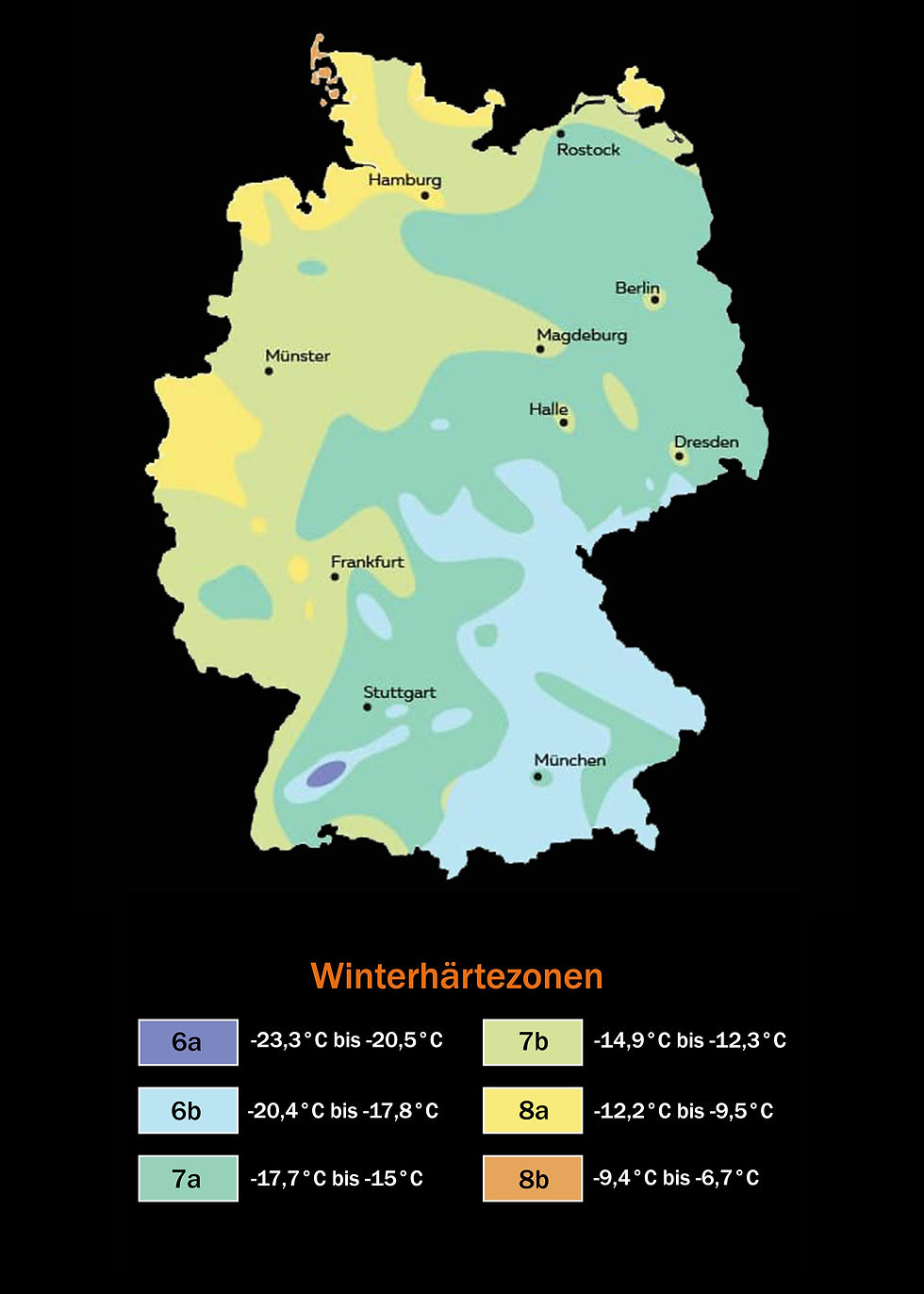 Miniaturbild: Blaue Katzenminze