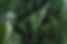 green-leaves-7525661.jpg
