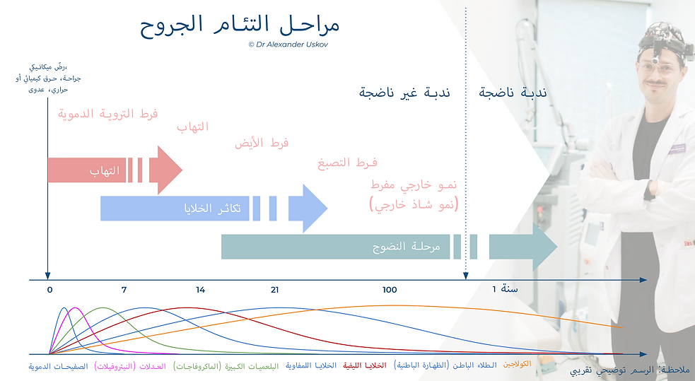 Phases of wound healing MSA.png