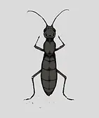 Detailed graphic of subterranean termite (Reticulitermes) attacking a homes foundation