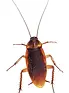 American cockroach and palmetto bug defense for residential properties near FSU and FAMU.
