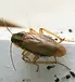 Close-up of a German cockroach showing two parallel stripes behind the head, used for identification and residential pest control in Leon County by Why U Buggin' Pest & Termite Control