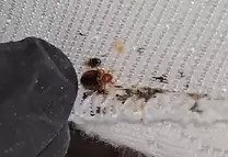 Small dark fecal spots and rusty blood smears on a white mattress seam, identified as key