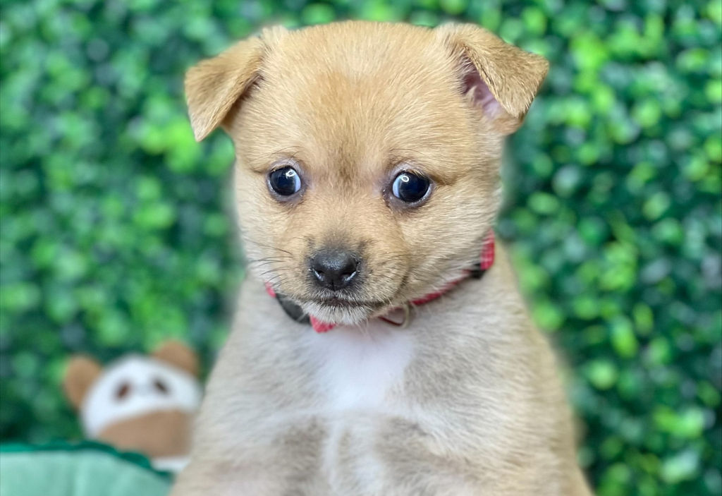 Adoptable Dogs Marleys Mutts