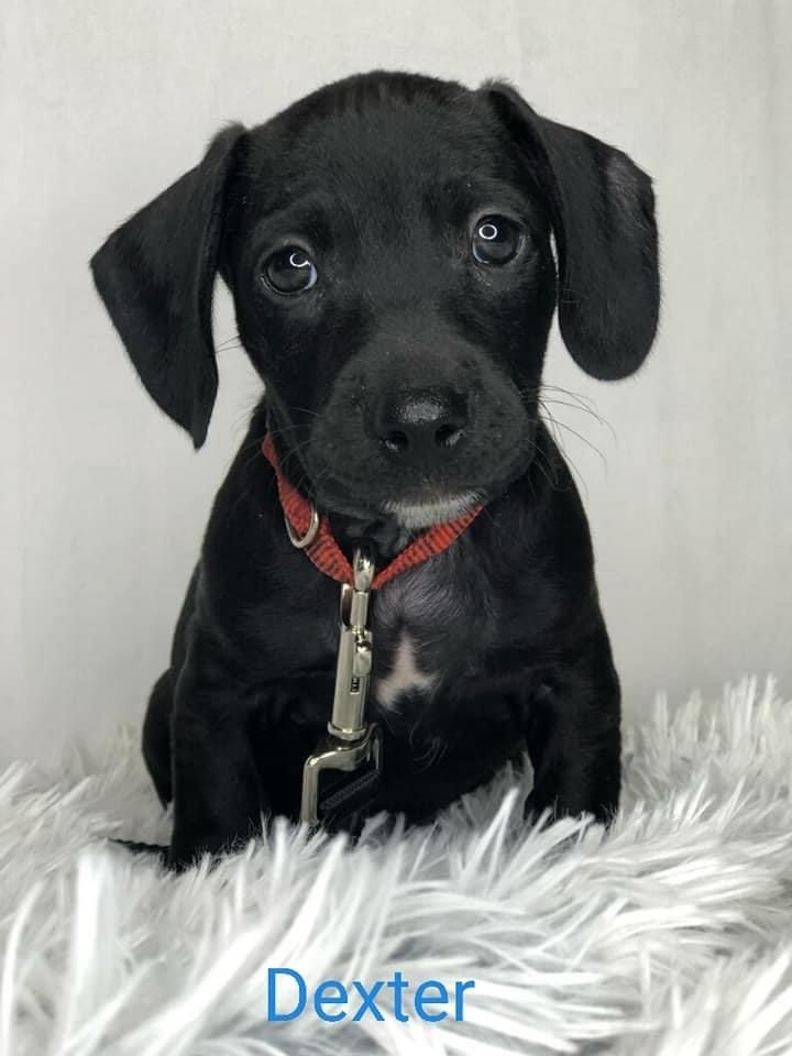 Adoptable Dogs Marleys Mutts