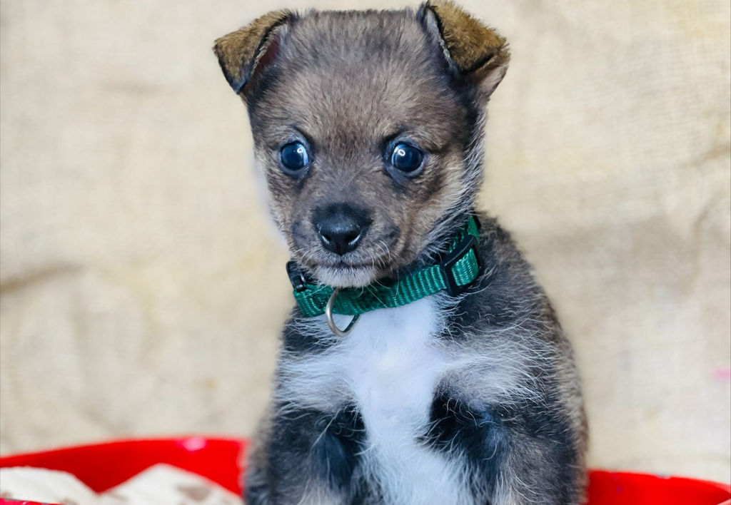 Adoptable Dogs Marleys Mutts