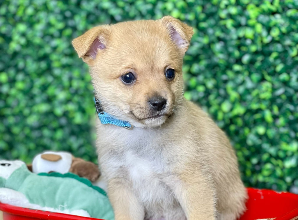 Adoptable Dogs Marleys Mutts