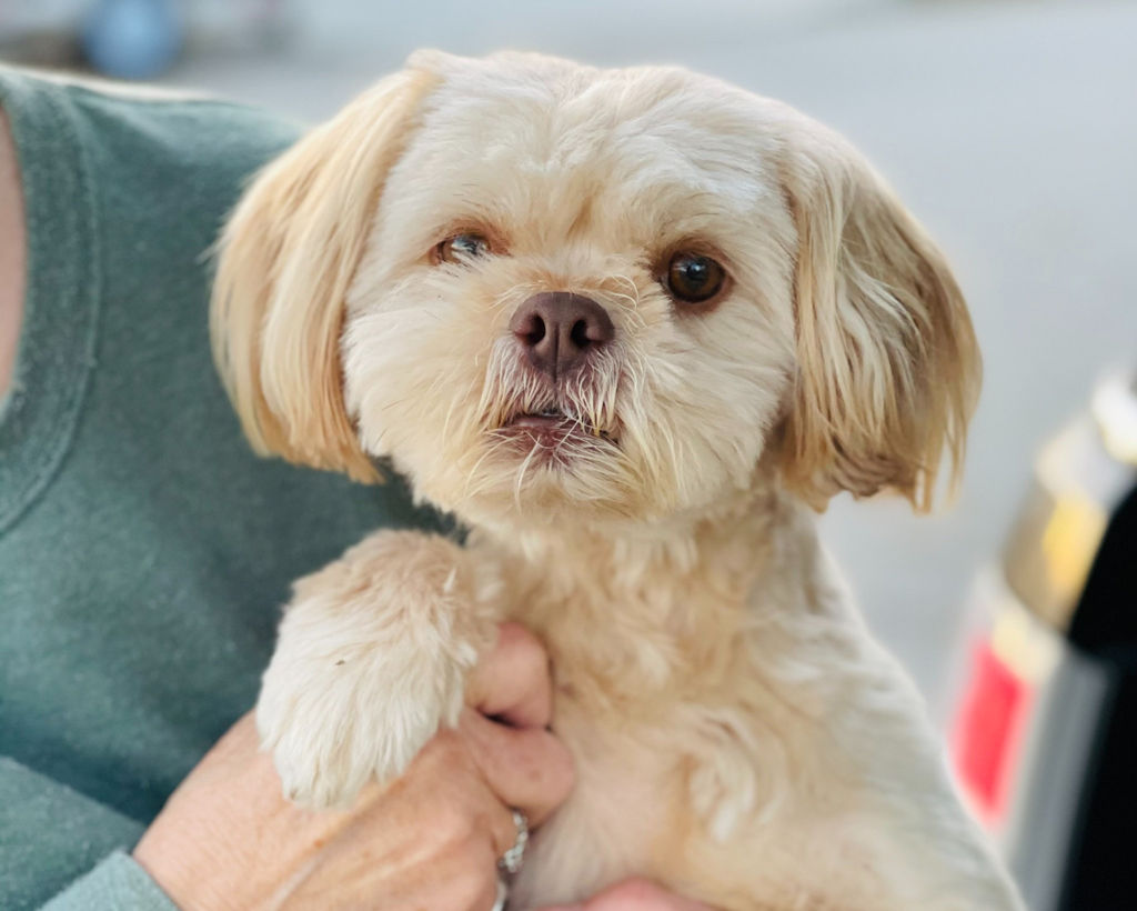 Adoptable Dogs Marleys Mutts