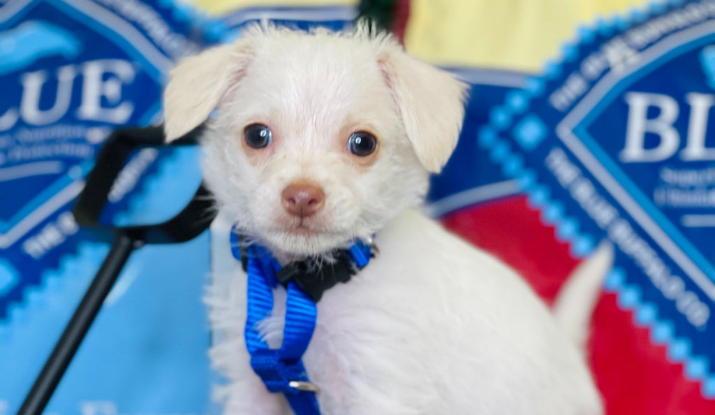 Adoptable Dogs Marleys Mutts